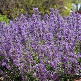 Little Trudy Catmint